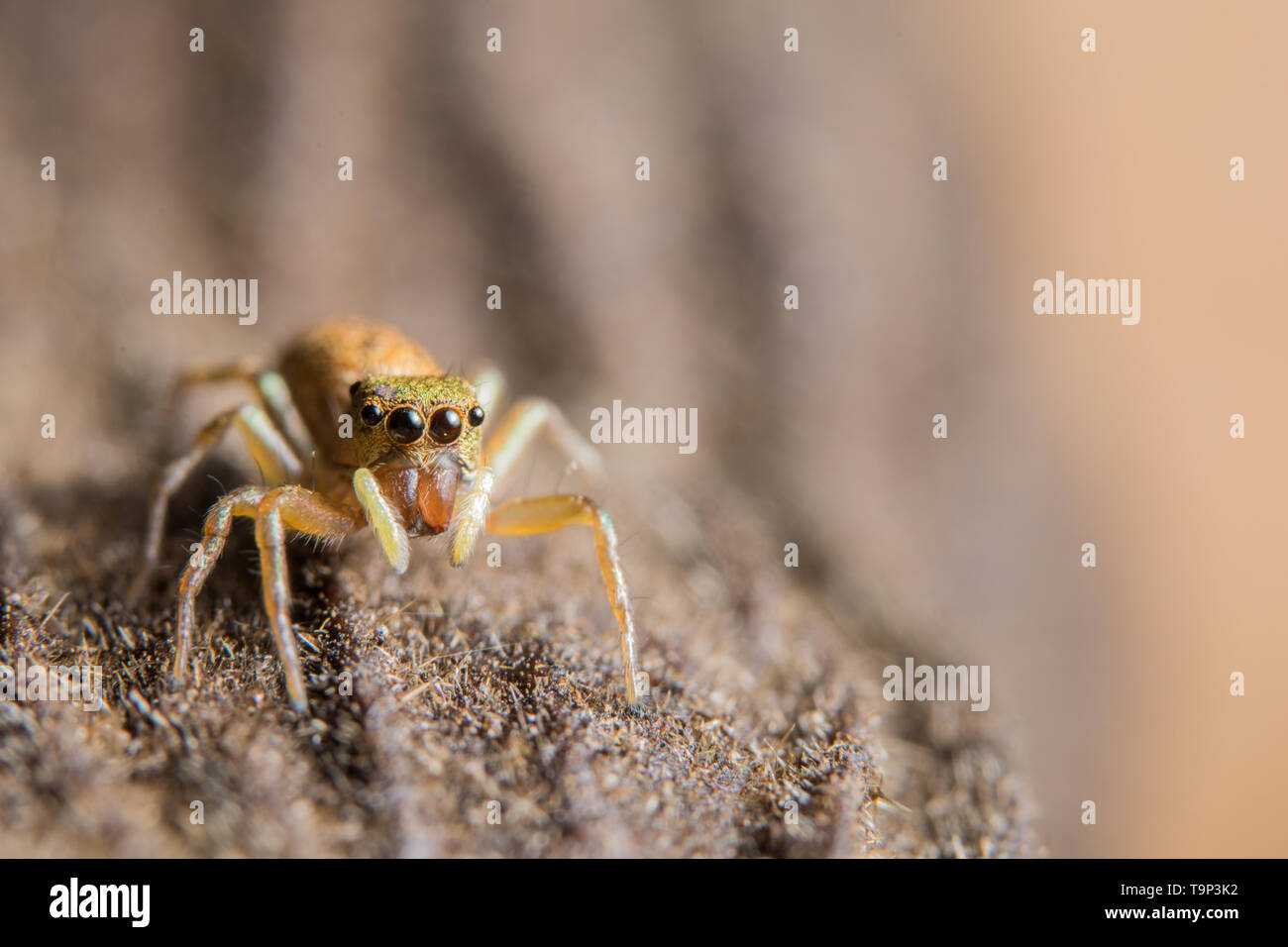 Macro spider on the leaf Stock Photo - Alamy