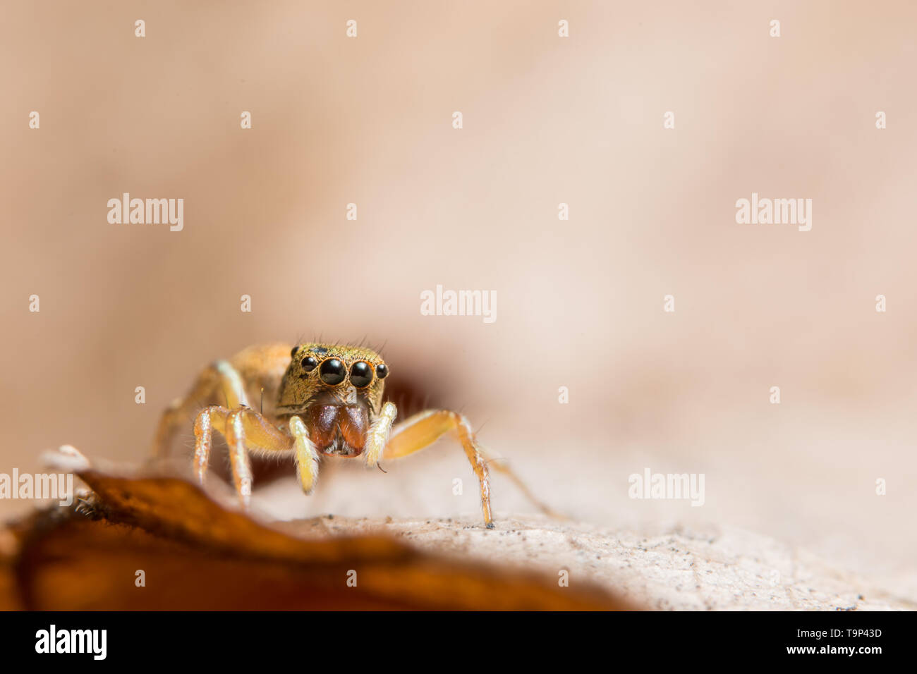 Macro spider on the leaf Stock Photo - Alamy