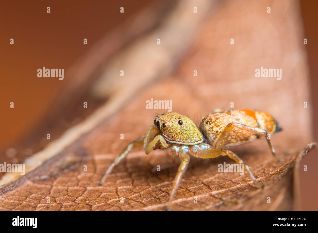 Macro spider on the leaf Stock Photo - Alamy