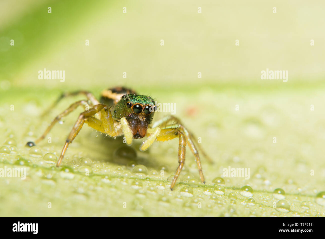 Macro spider on the leaf Stock Photo - Alamy