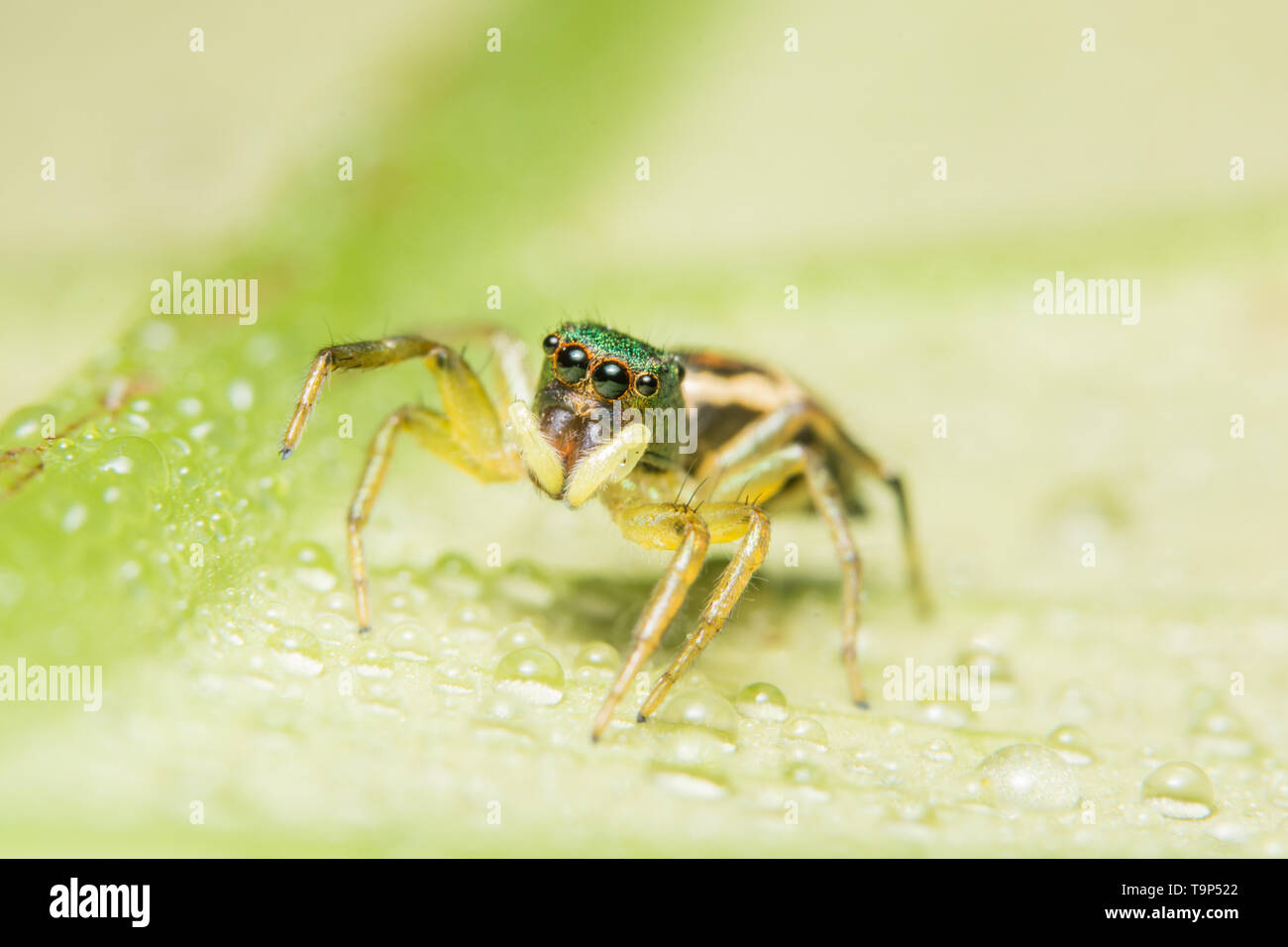 Macro spider on the leaf Stock Photo - Alamy