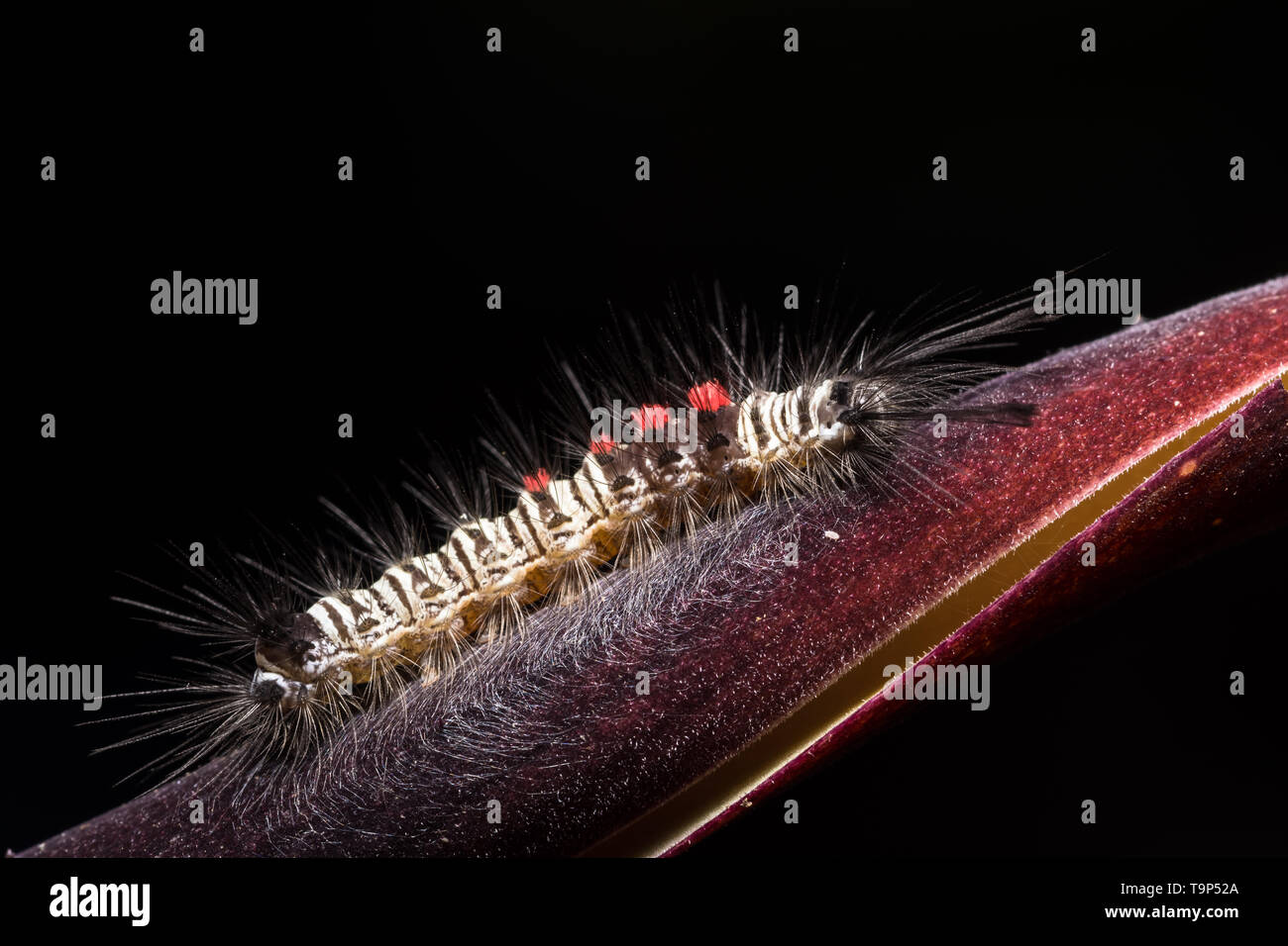 Petals worm hires stock photography and images Alamy