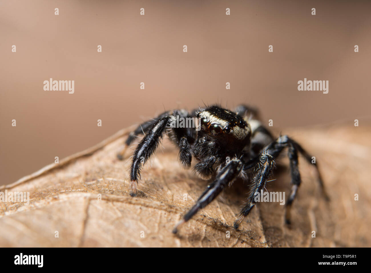 Macro spider on the leaf Stock Photo - Alamy