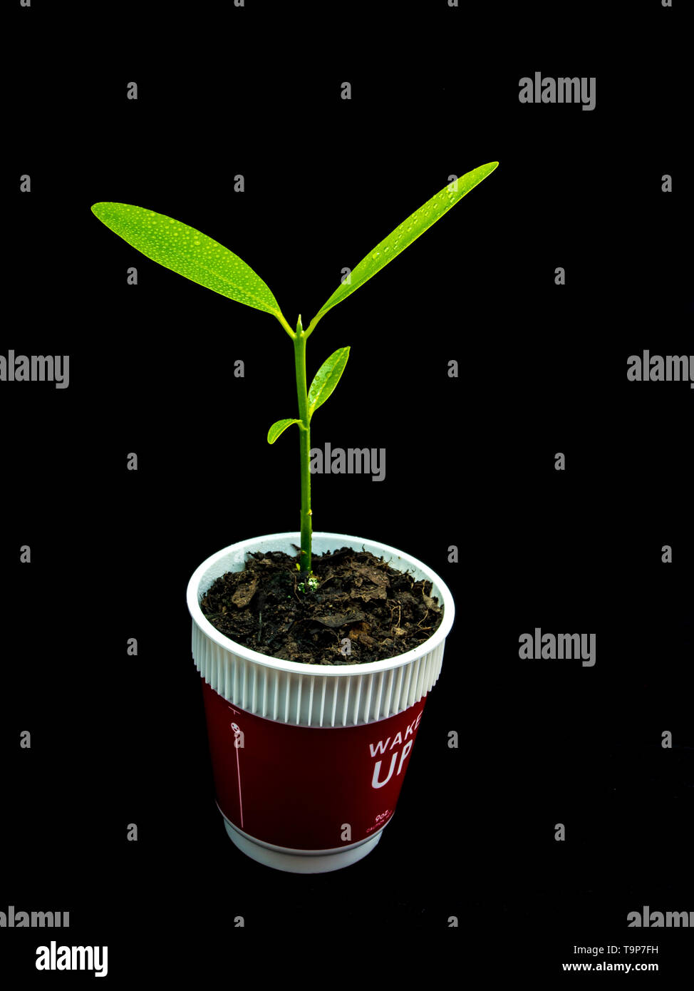 Bud leaves of young plant seeding in plastic cup Stock Photo