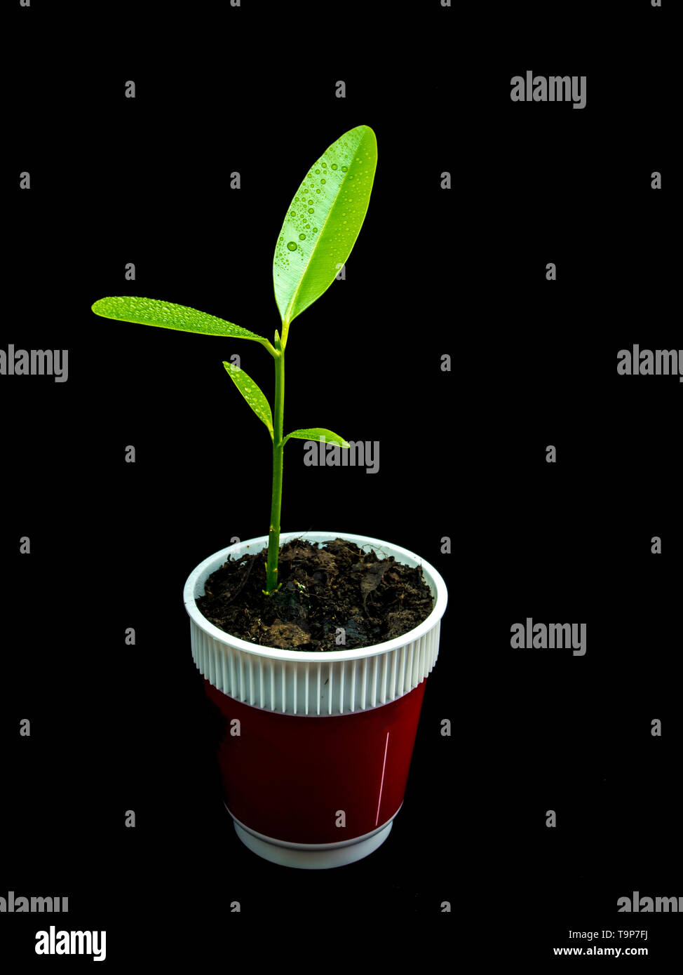 Bud leaves of young plant seeding in black background Stock Photo
