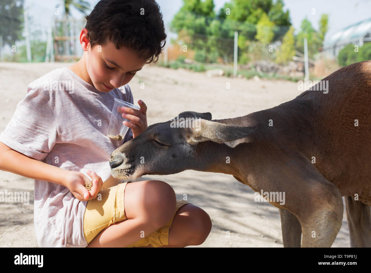 Kid feeding kangaroo at the zoo. Feeding a Young red kangaroo in the
