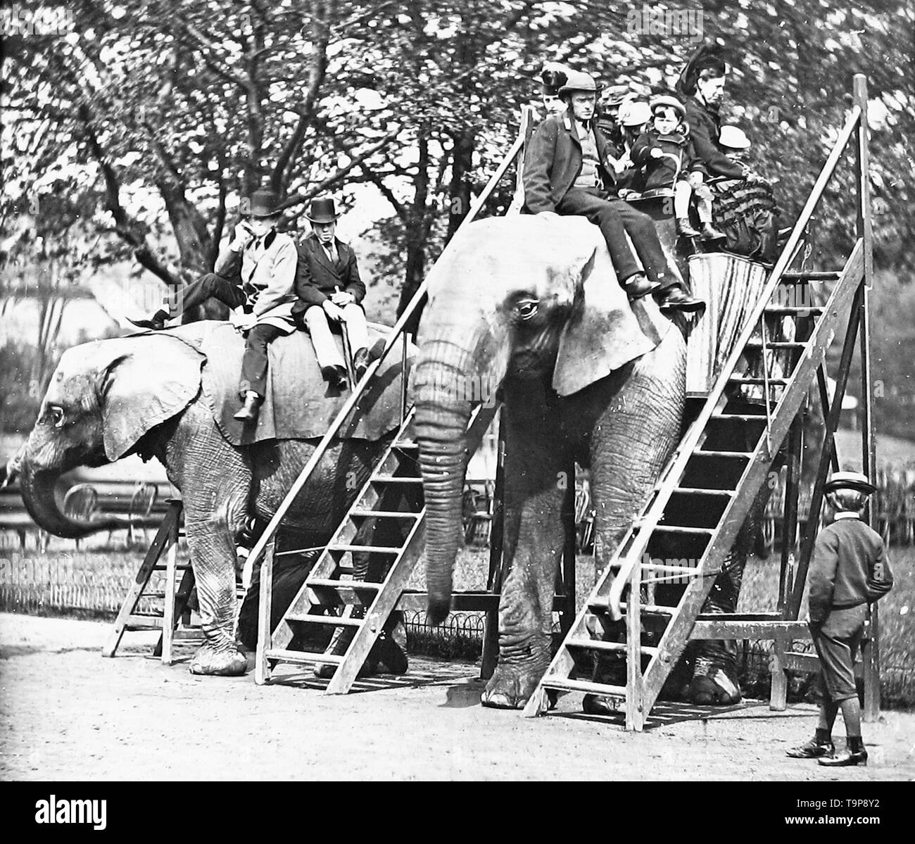 Elephant ride at zoo Stock Photo Alamy