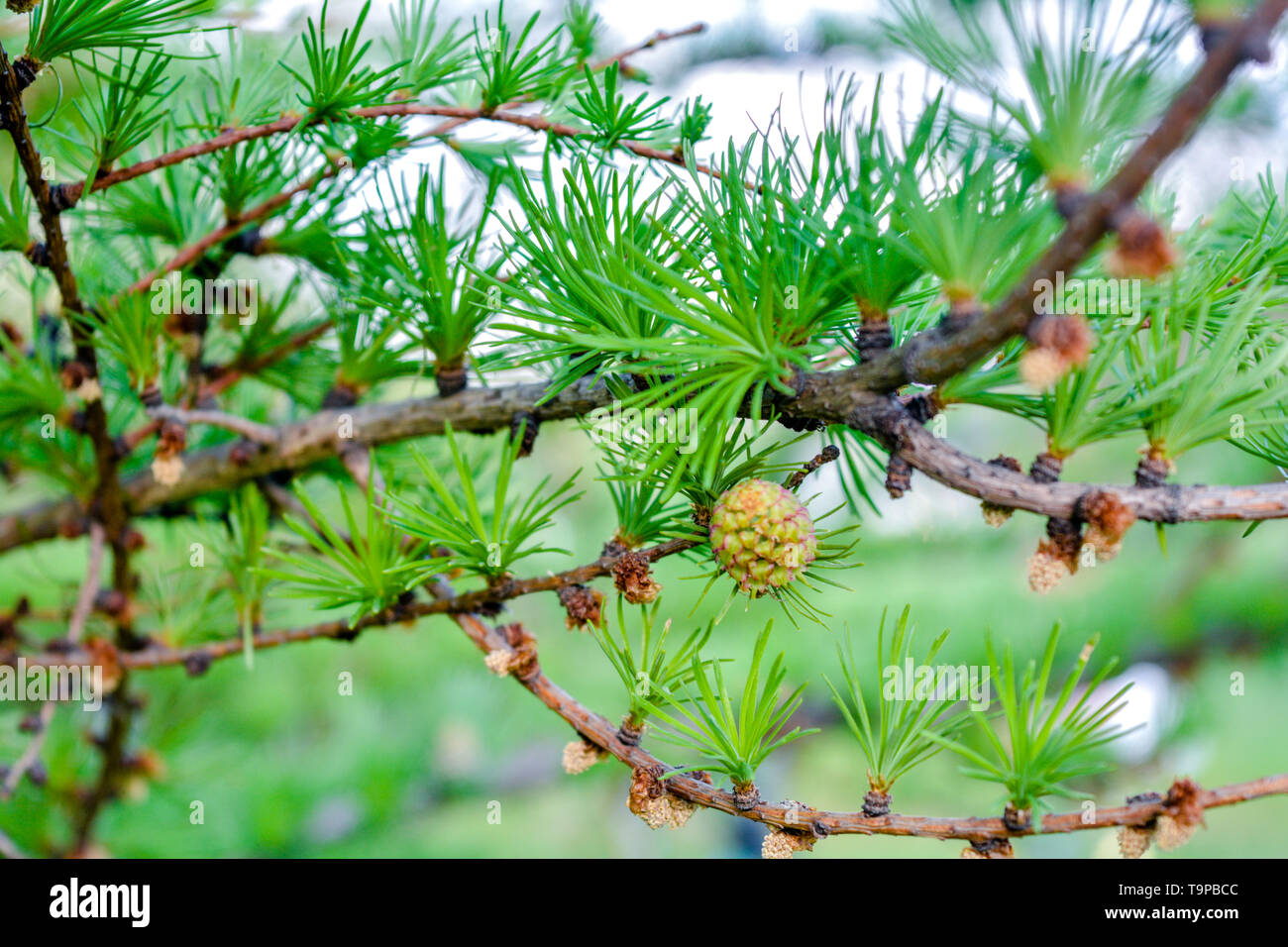 Bright green fluffy branches of larch tree Larix decidua Pendula in summer day. Natural beauty of elegant larch tree twig. Close-up branch of young la Stock Photo