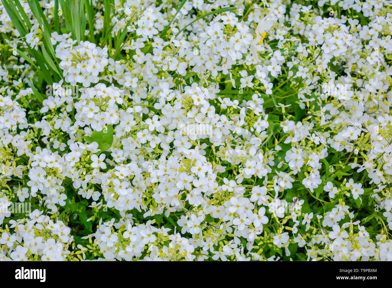 Blooming Little White Meadow Flower In The Garden Spring Flowers Close Up Stock Photo Alamy