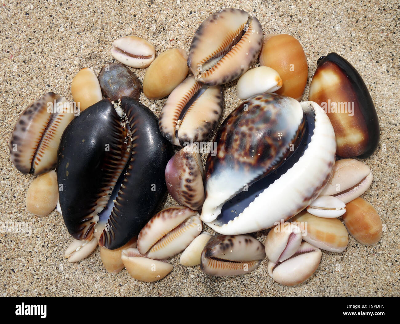 Cowrie shells found on the beach, White Beach, near Port Resolution, Tanna, Vanuatu Stock Photo