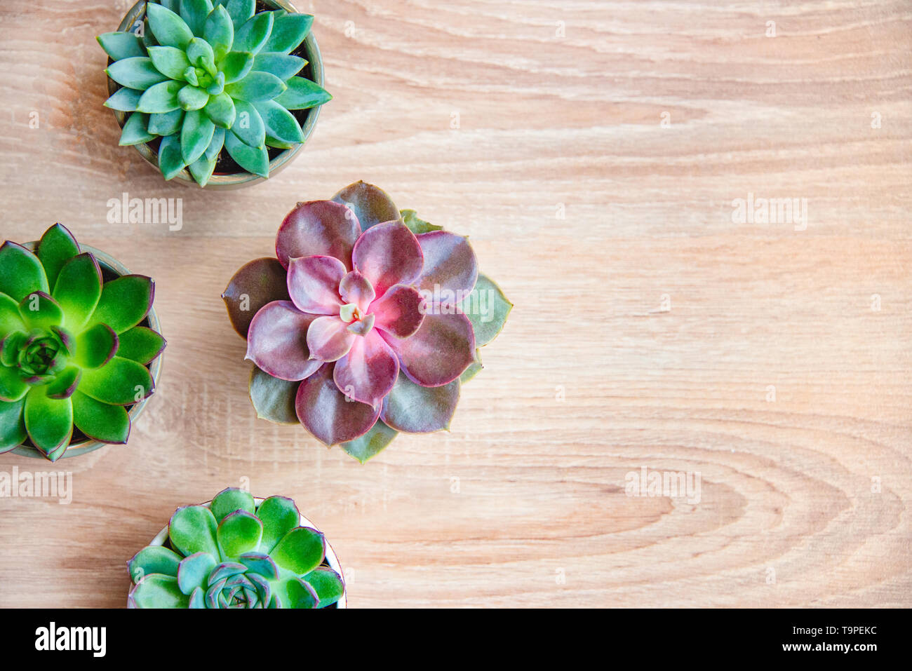 Top view of various succulent plants arranged over wooden backgtound. Flat  lay. Copy space Stock Photo - Alamy