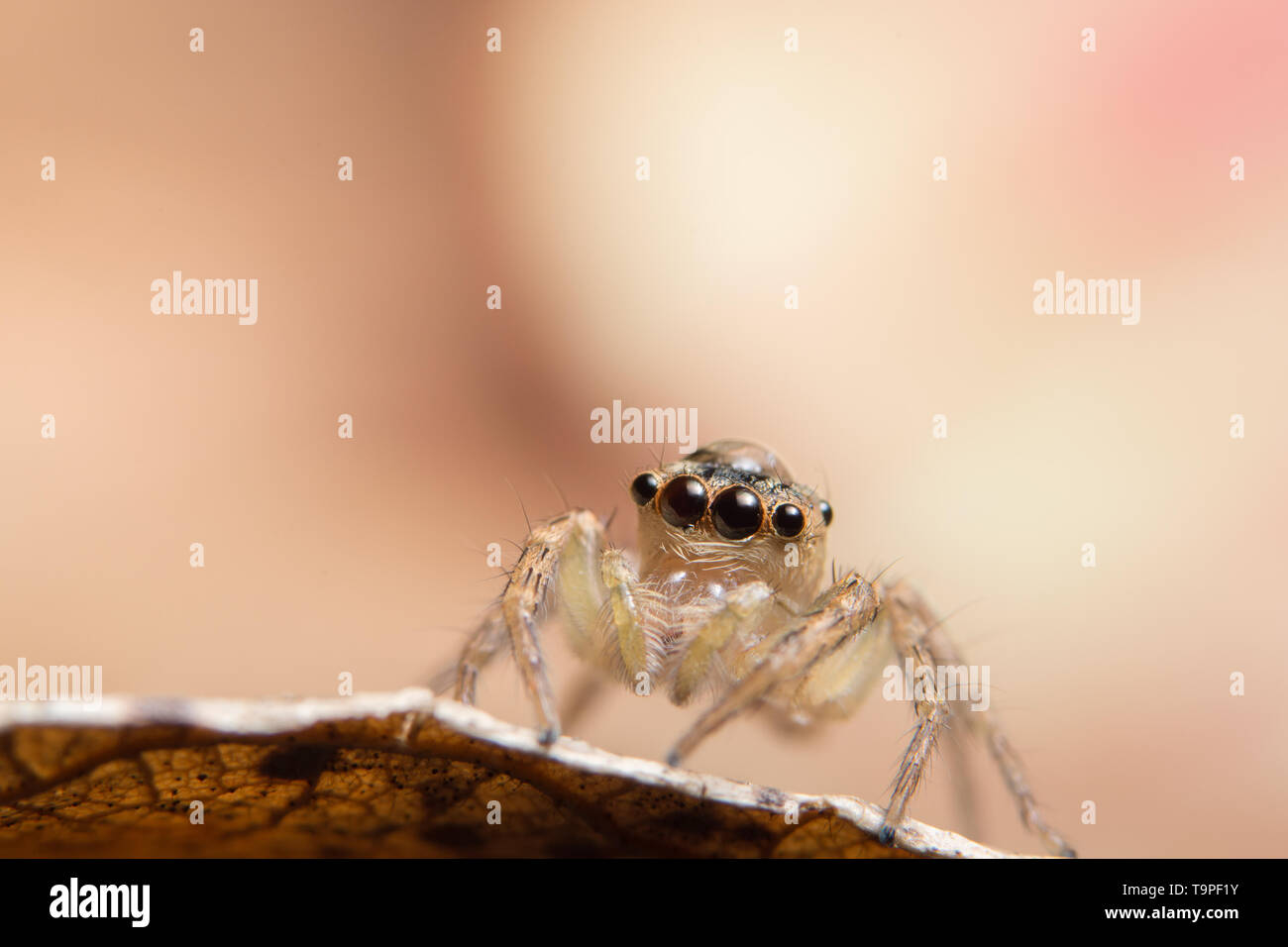 Macro spider on a branch of a leaf Stock Photo - Alamy