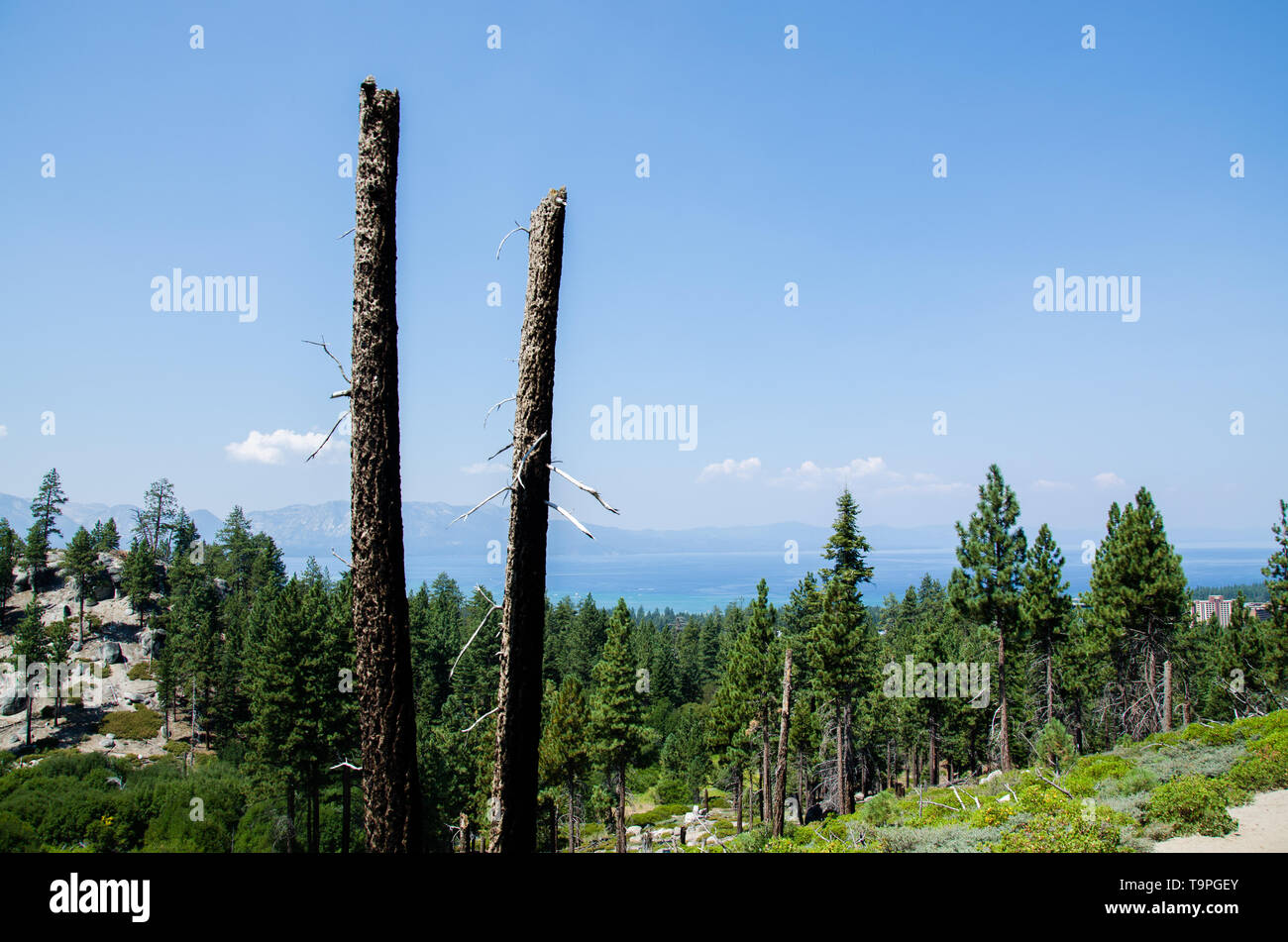 Lake tahoe pine tree hires stock photography and images Alamy