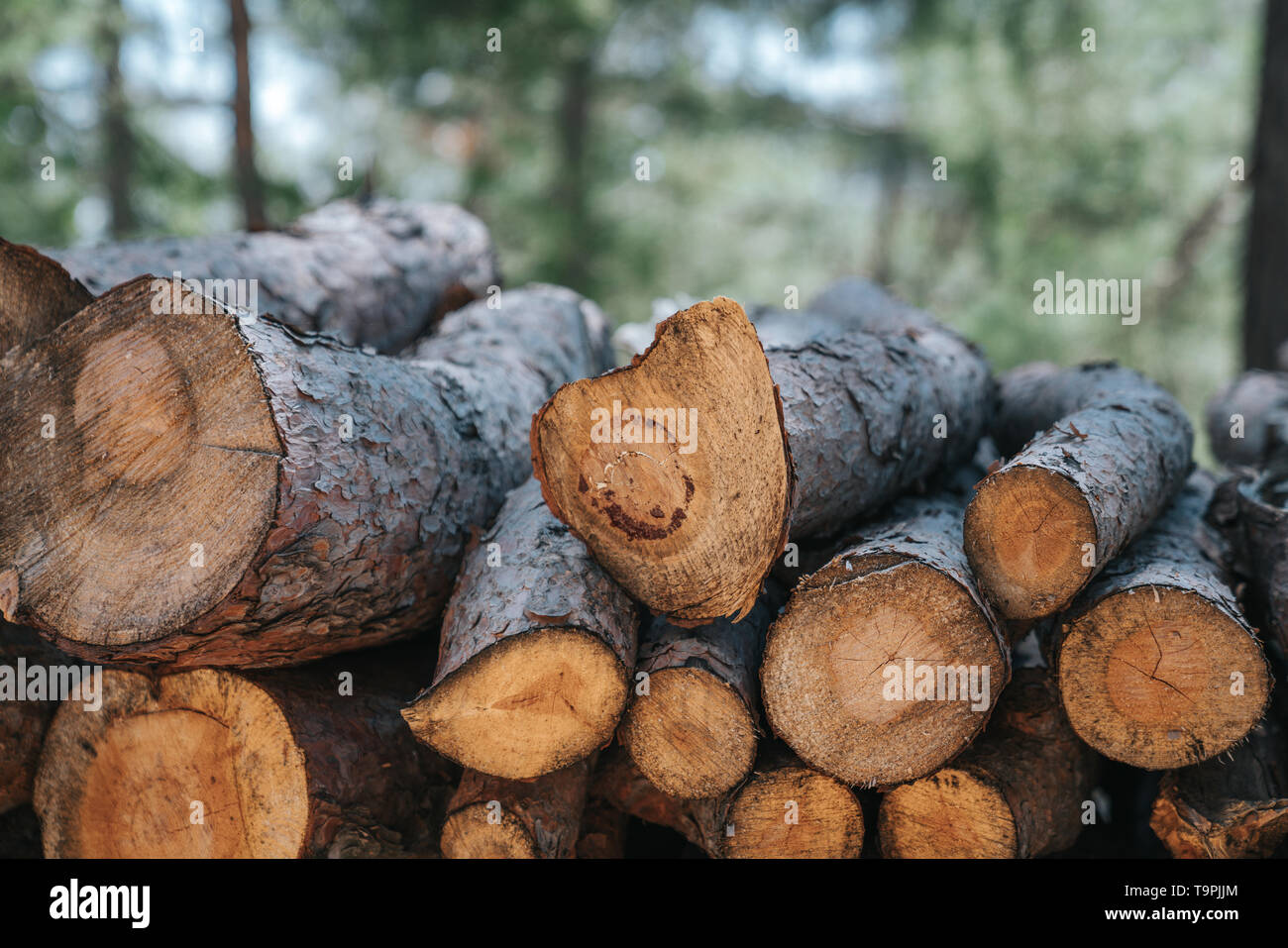 A pile of wooden logs prepares for the wood industry Stock Photo