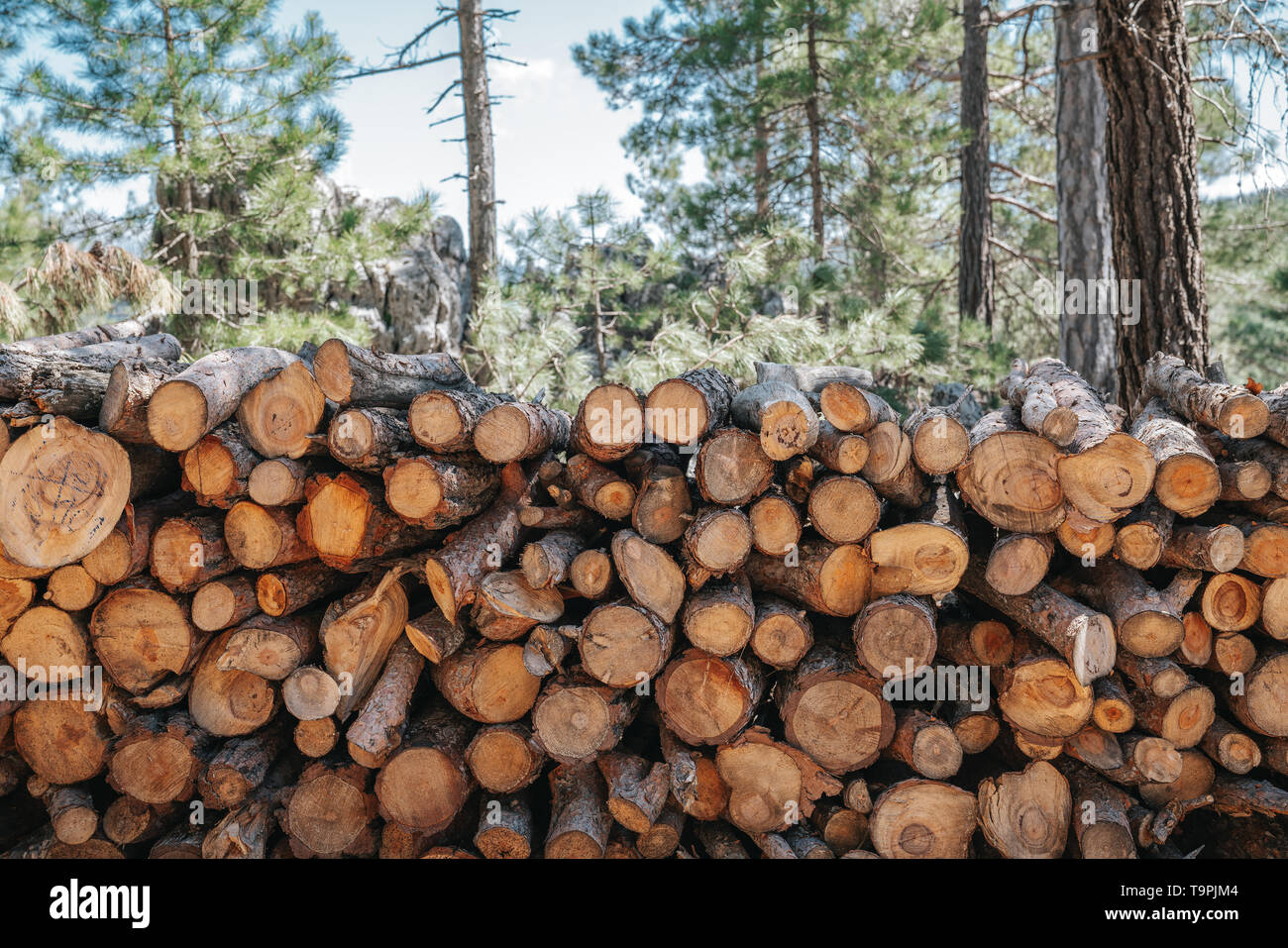A pile of wooden logs prepares for the wood industry Stock Photo