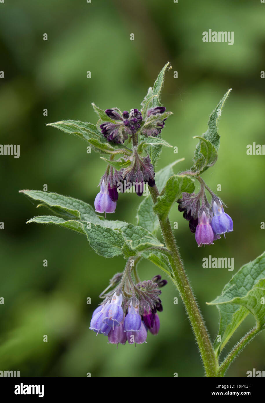 Common Comfrey, Symphytum officinale, in flower, Lea Valley, Essex, UK Stock Photo