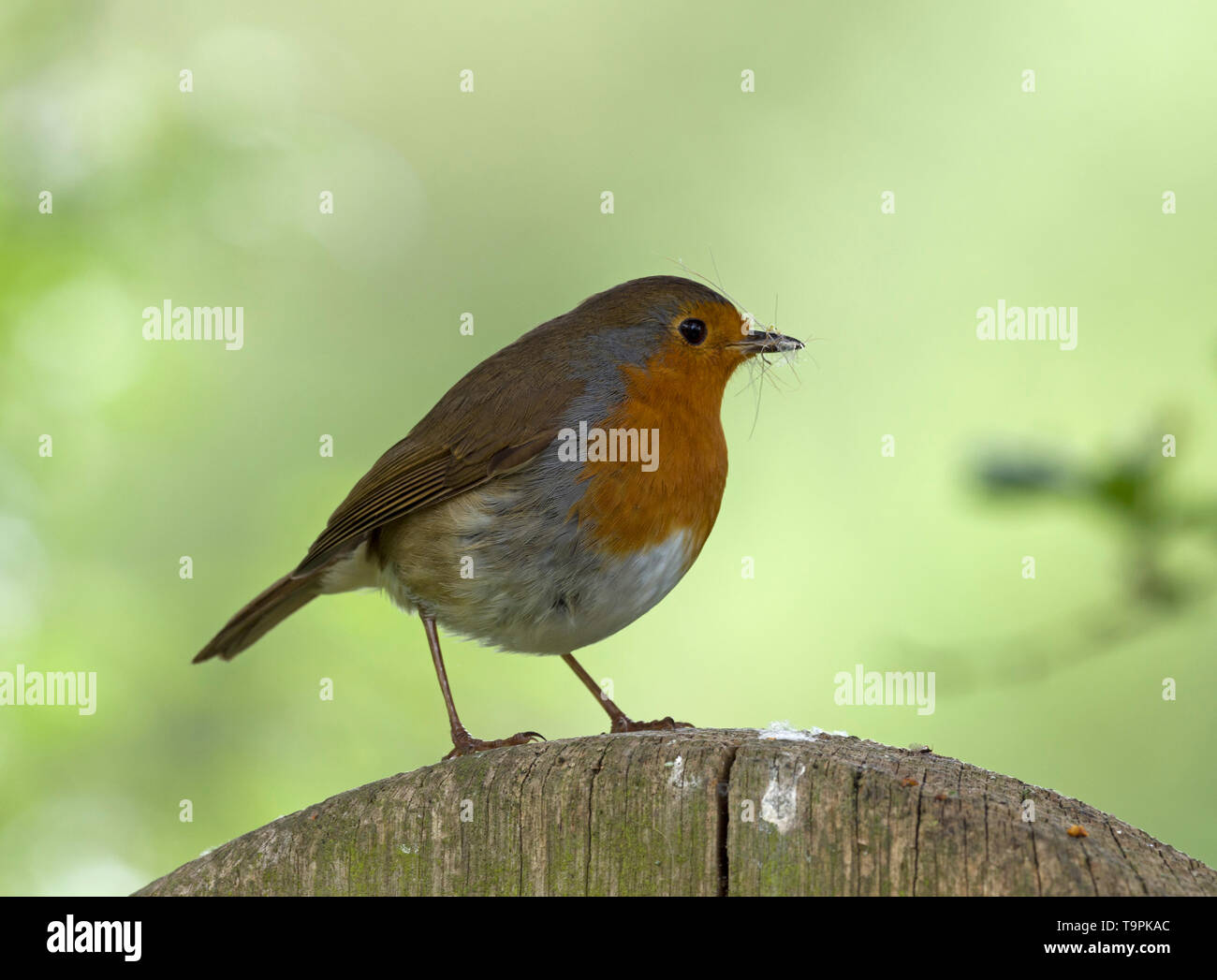 Robin, Erithacus rubecula, single adult perched on fence with insect in bill, Lea Valley, Essex, UK Stock Photo