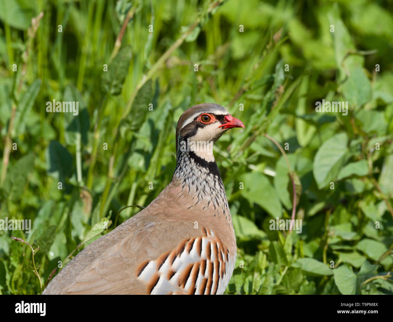 Red-legged Partridge, Alectoris rufa, profile of single adult ...