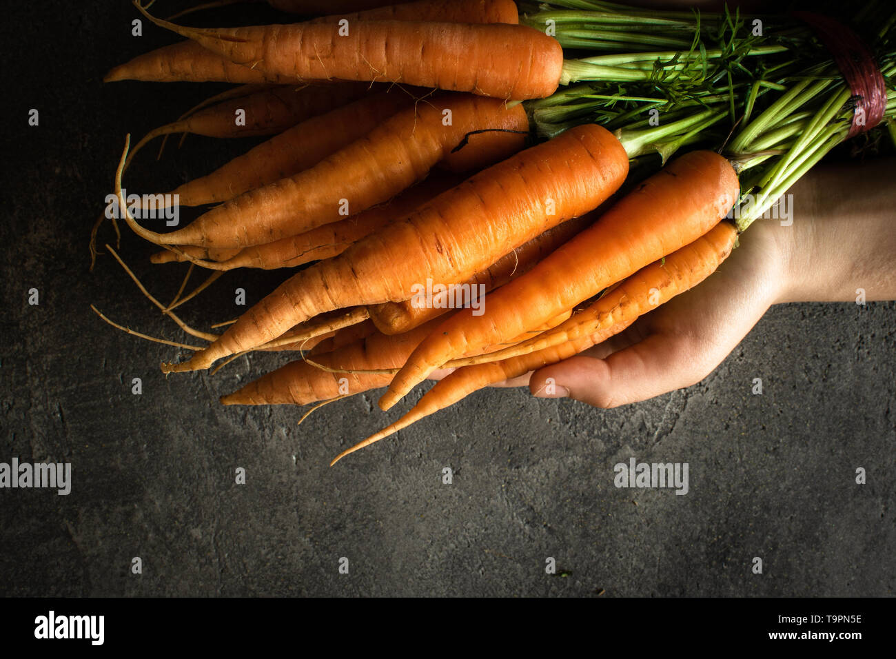 Organic Nantes Carrots in Female Hands. Beta Carotene Source. Fresh Superfood Healthy Eating