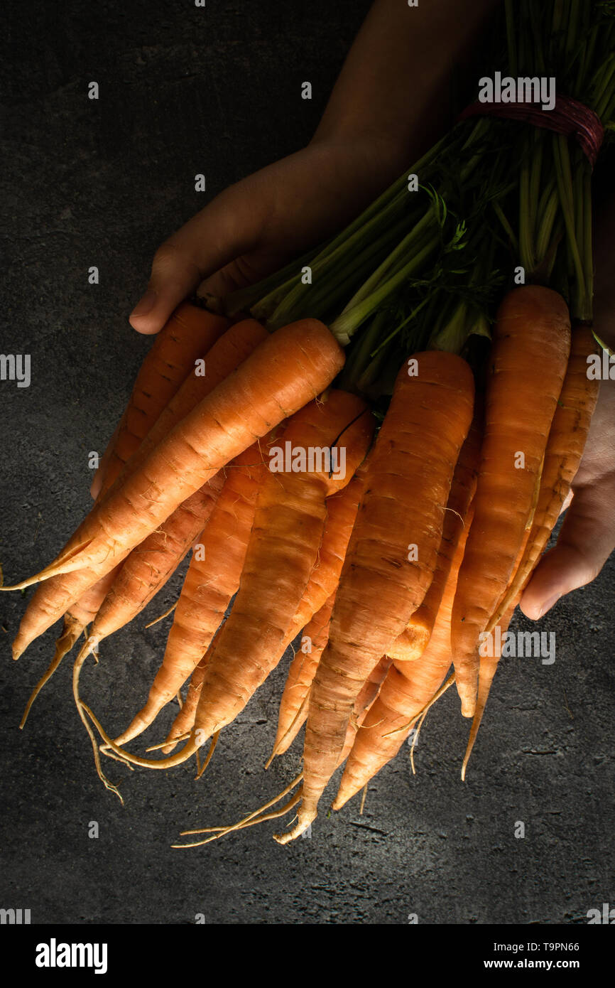 Organic Nantes Carrots in Female Hands. Beta Carotene Source. Fresh Superfood Healthy Eating Concept. Stock Photo