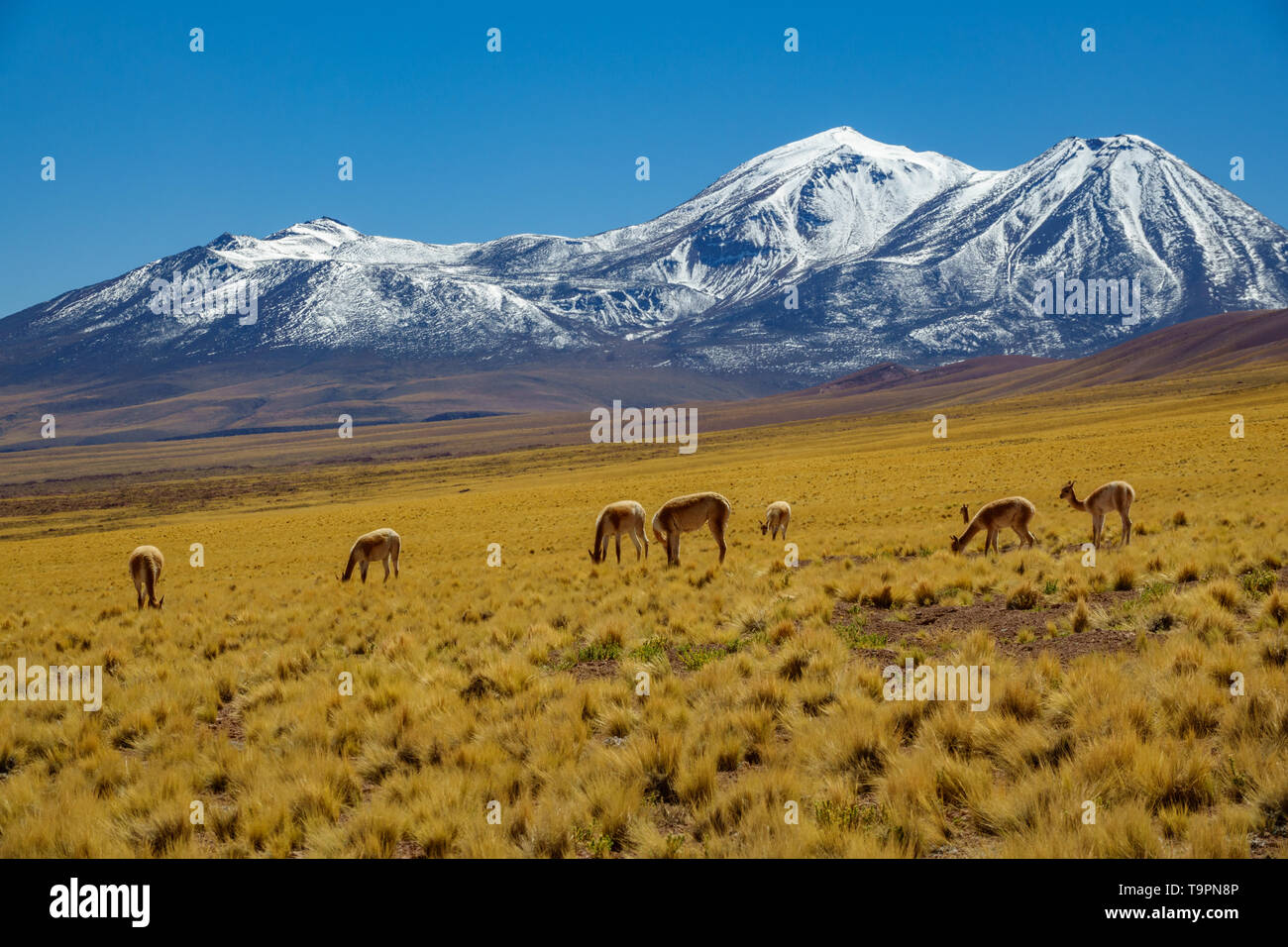 Vicugna vicugna cattle in Atacama high plateau with snow covered volcano peaks Stock Photo