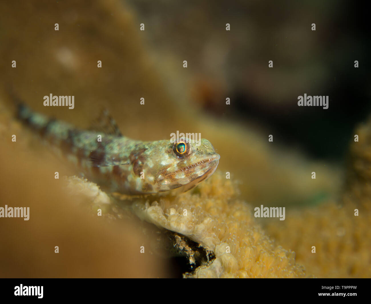 Lizzard fish underwater on a muck dive in North Sulawesi, Indonesia Stock Photo