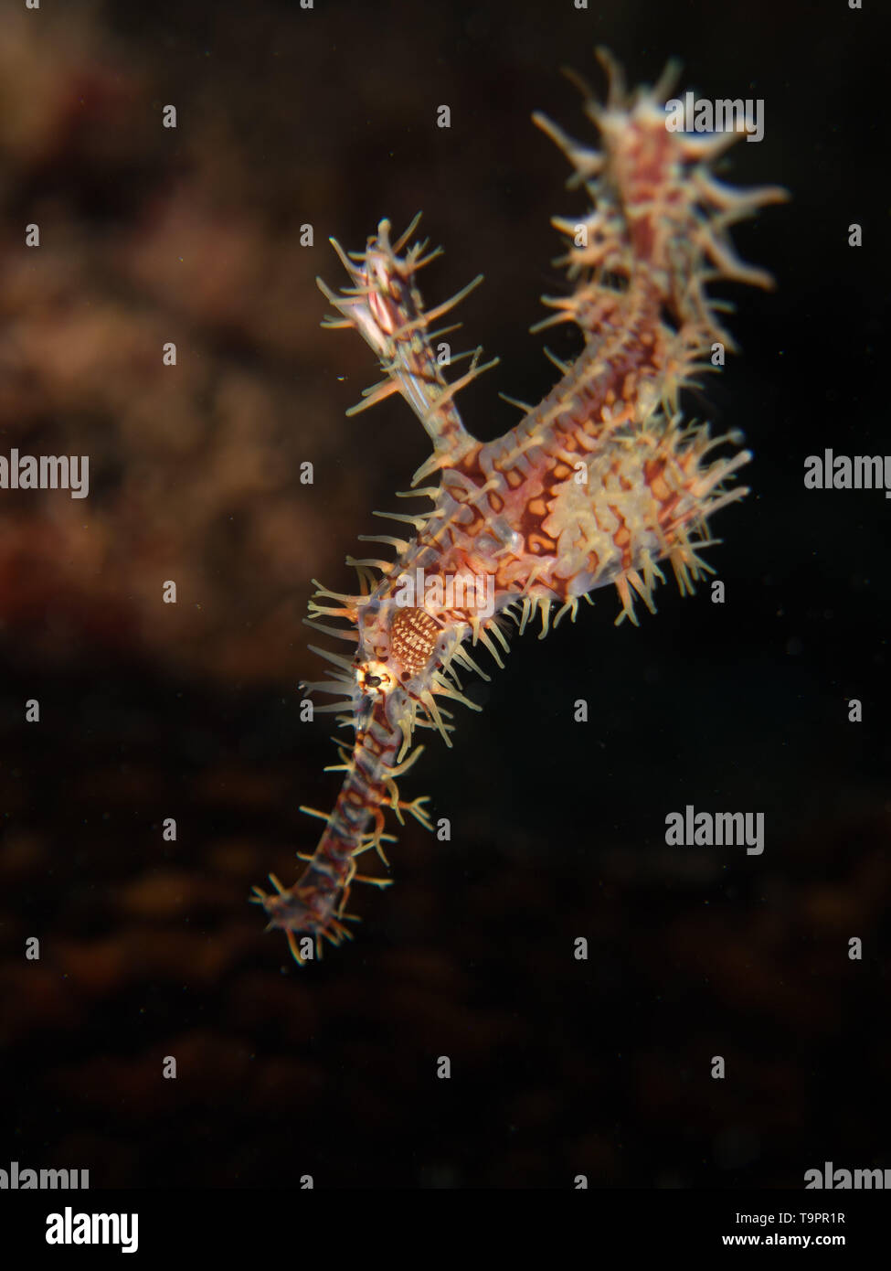 Ornate ghost pipefish underwater on a muck dive in North Sulawesi, Indonesia Stock Photo