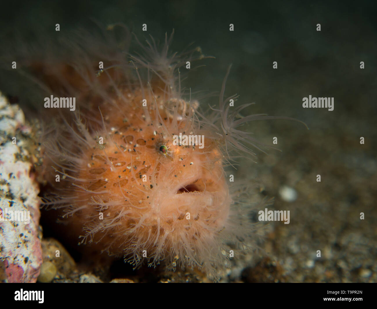 Hairy frogfish on a muck dive in the Lembeh Strait, Sulawesi, Indonesia Stock Photo