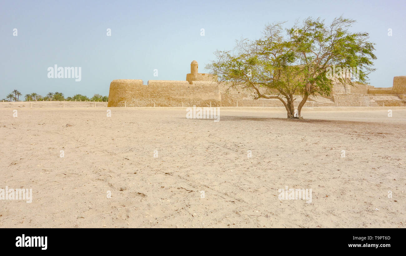 One tree, the Al Qalat Fort and a palm grove in the background, Qal'at al-Bahrain Stock Photo