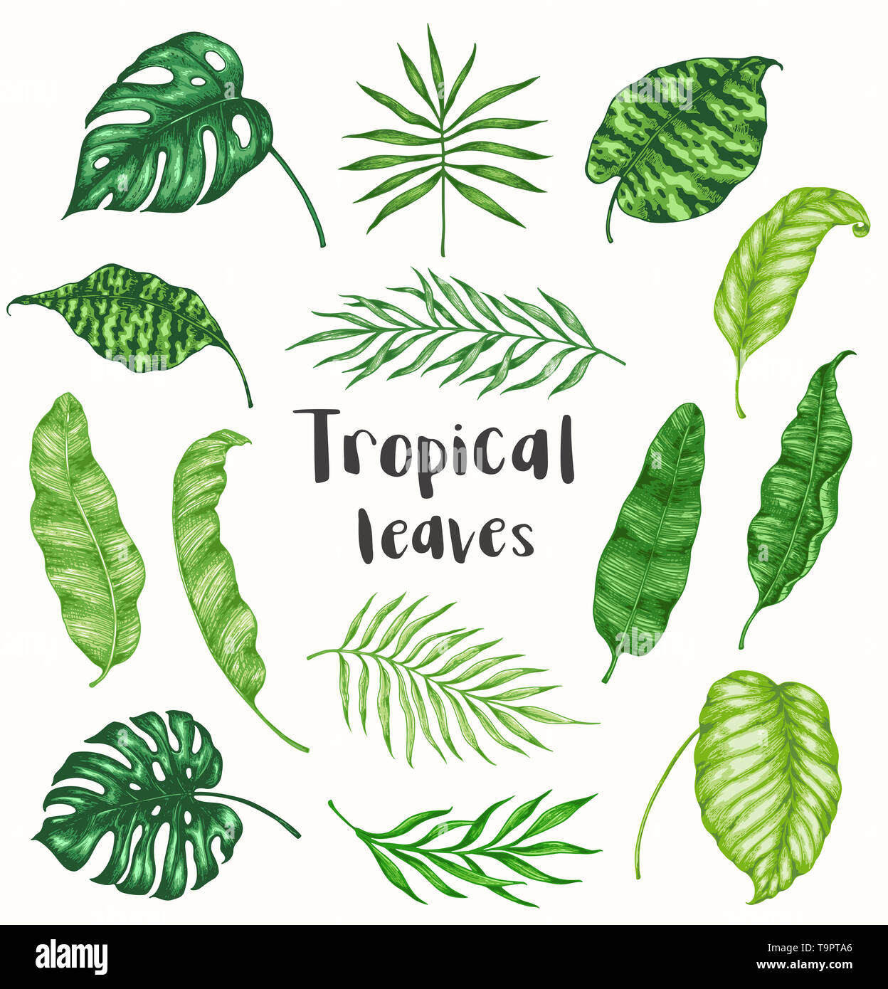 Set of green tropical palm leaves on a white background. Hand drawn ...