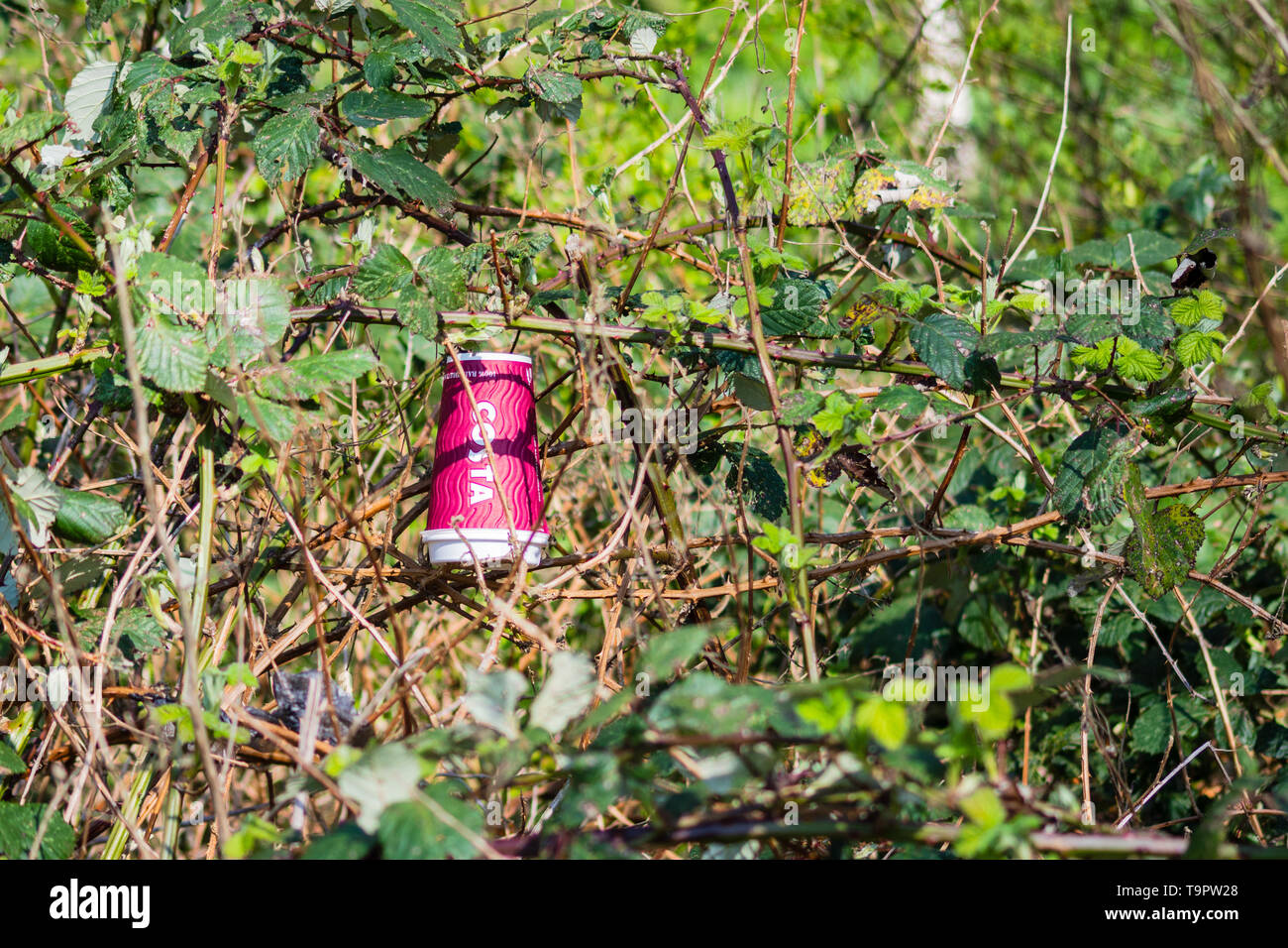 Costa Coffee paper disposable cup as litter thrown away into ...