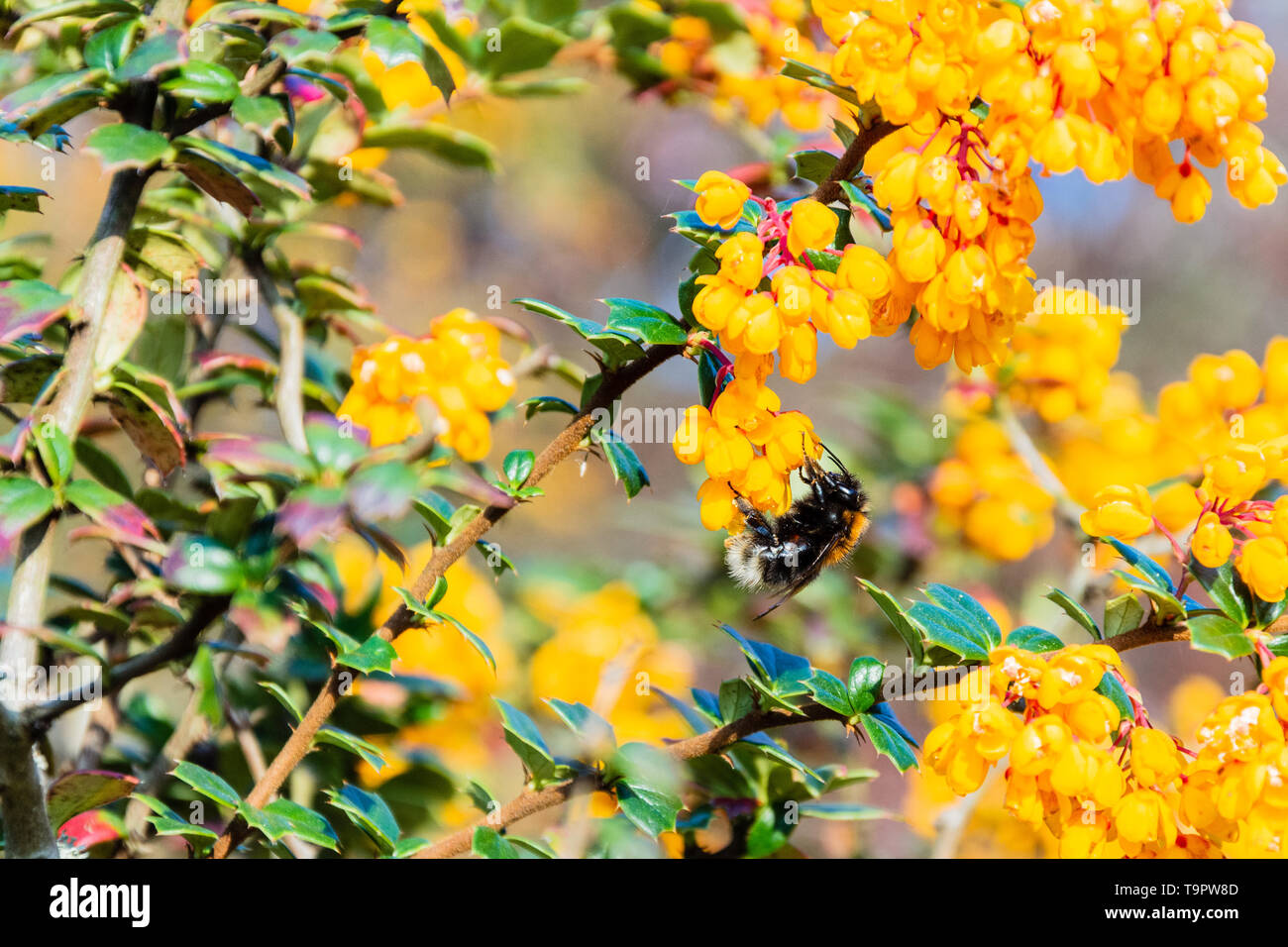 Tree bumblebee Bombus hypnorum on the flowers of a Darwins Barberry berberis darwinii bush Stock Photo