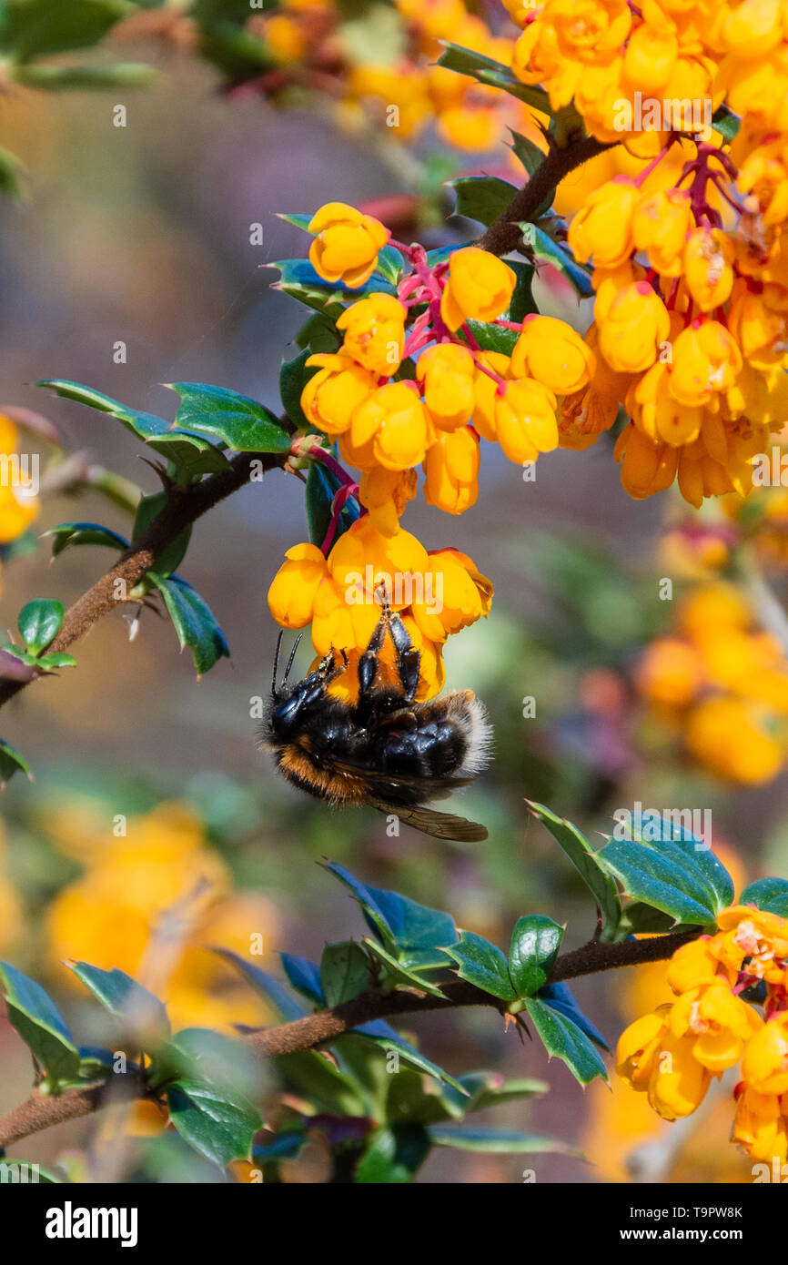 Tree bumblebee Bombus hypnorum on the flowers of a Darwins Barberry berberis darwinii bush Stock Photo