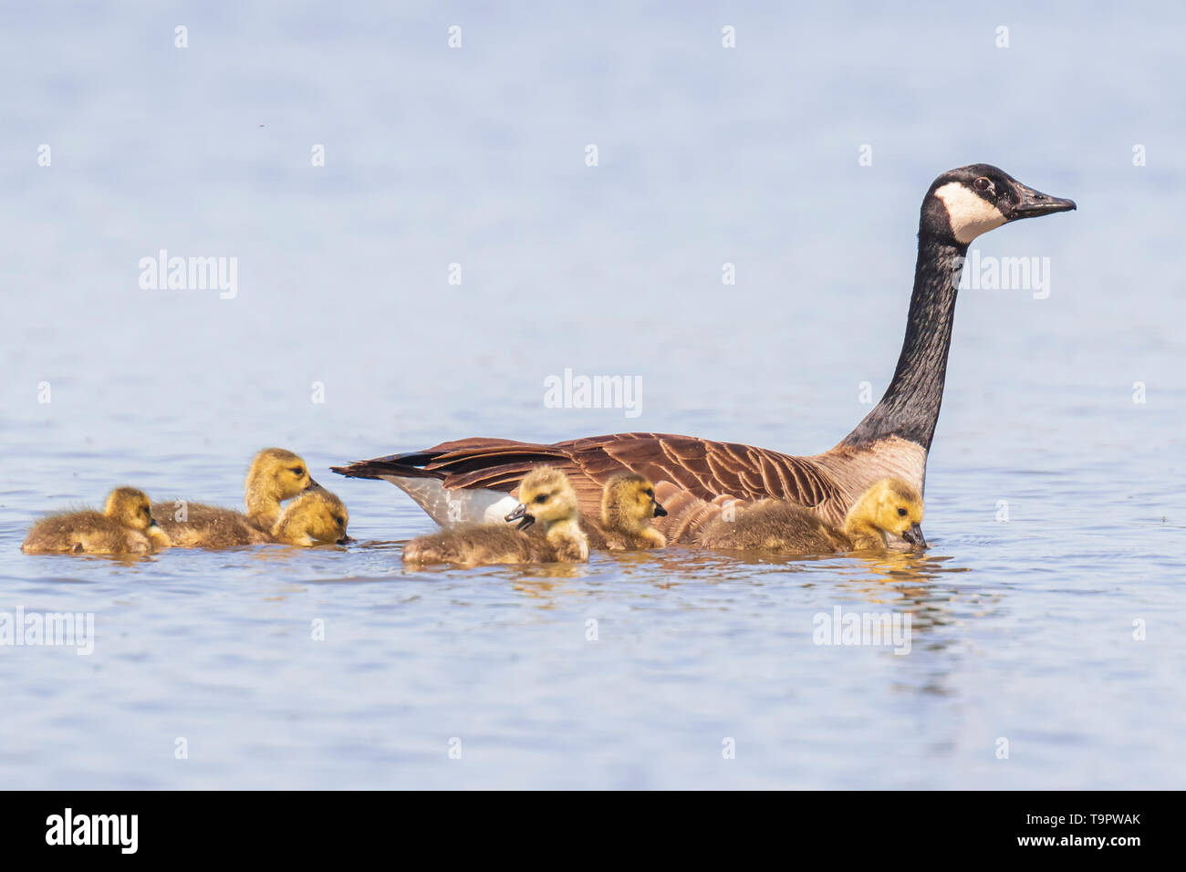 Close-up of a Canada goose (Branta canadensis) with chicks swimming in a pond. Stock Photo