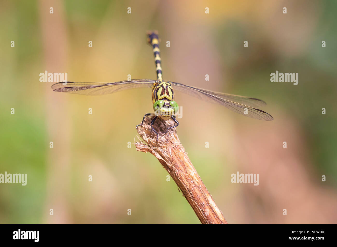 Close up of a small pincertail or green-eyed hook-tailed dragonfly, Onychogomphus forcipatus resting in sunlight on vegetation. Yellow body, green eye Stock Photo