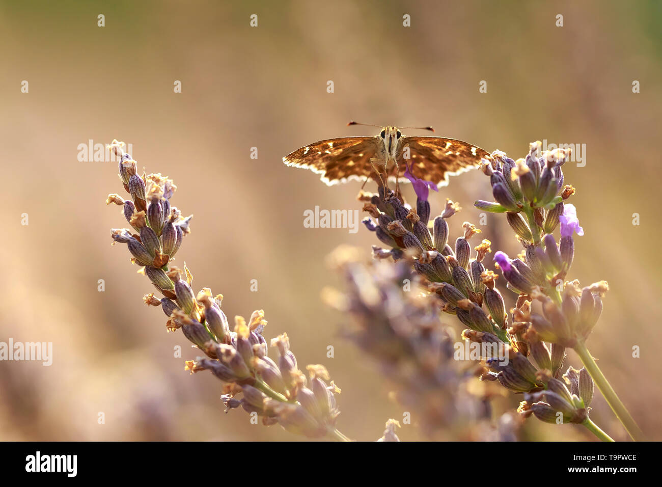 Dingy skipper Erynnis tages butterfly pollinating in purple blooming lavender flowers. Stock Photo
