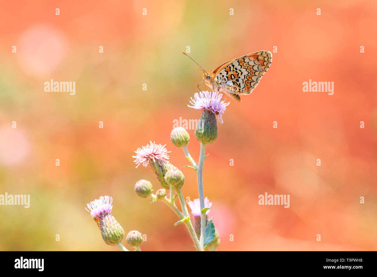 Closeup of a knapweed fritillary, Melitaea phoebe, butterfly resting and pollinating in bright sunlight. Stock Photo