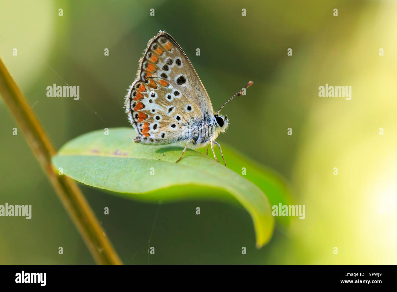 Aricia anteros, the blue argus butterfly resting in a forest Stock Photo