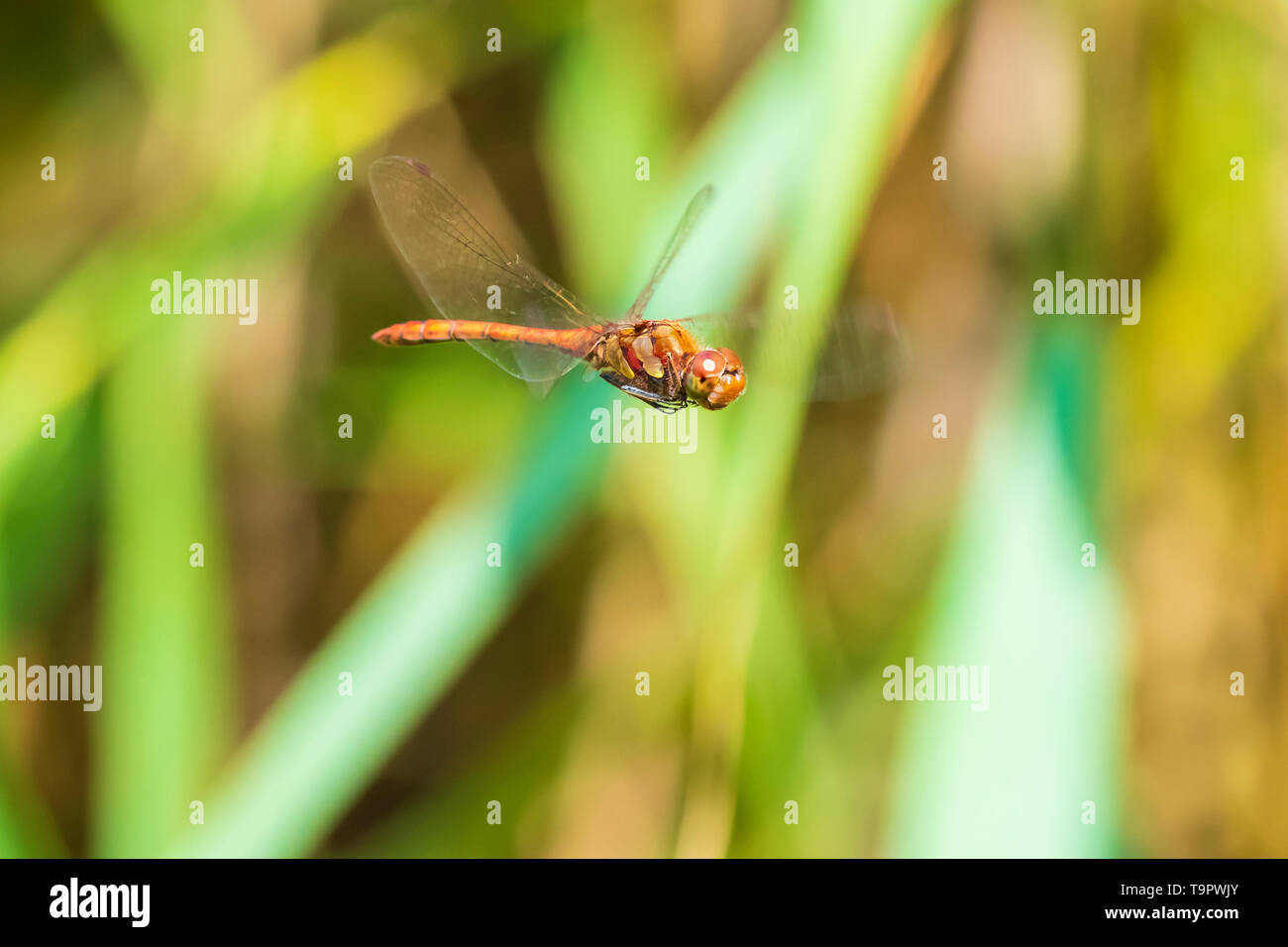 View of a common Darter dragonfly Sympetrum striolatum in flight with warm sun light and vibrant colors. Stock Photo