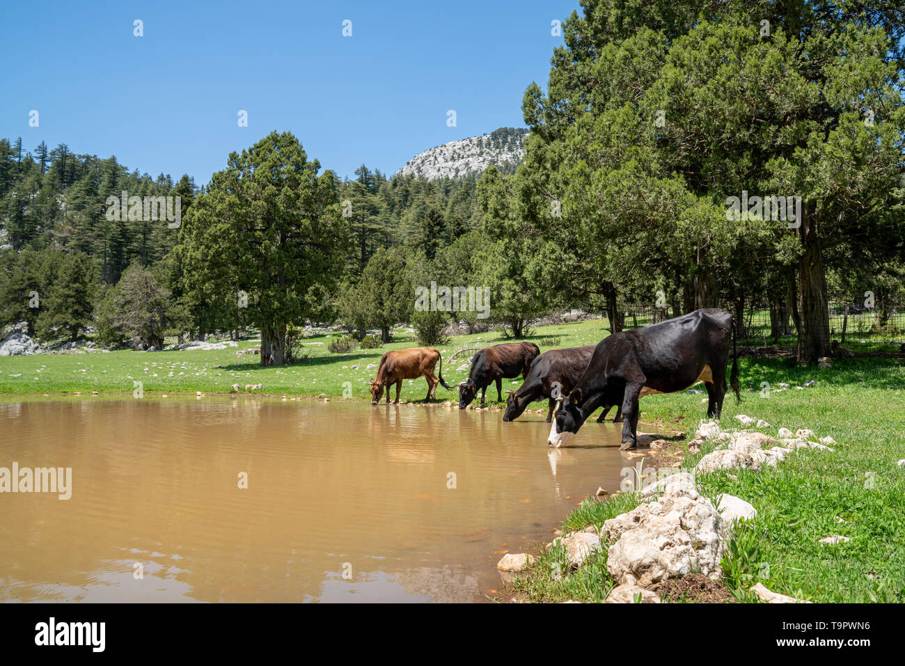 Brown cow standing on the farm at countryside in summer of Turkey. Stock Photo