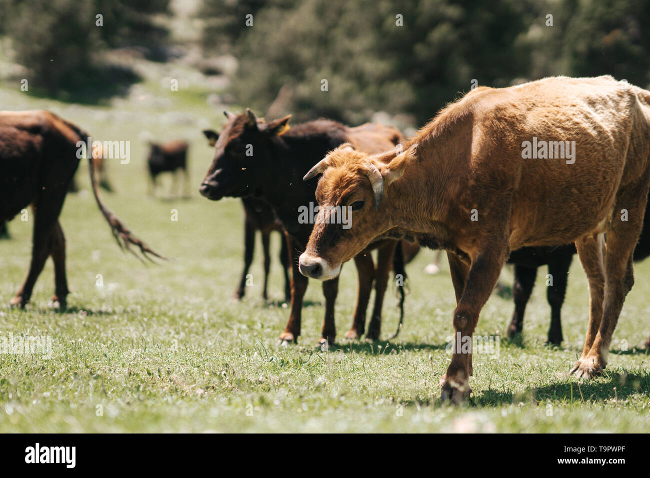 Brown cow standing on the farm at countryside in summer of Turkey. Stock Photo