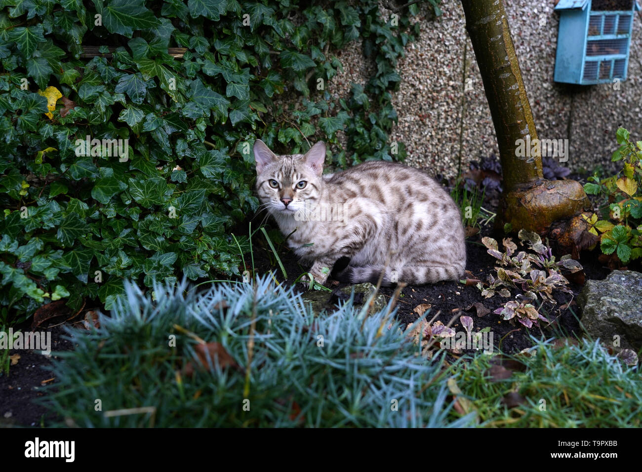 Snow Bengal cat Stock Photo Alamy