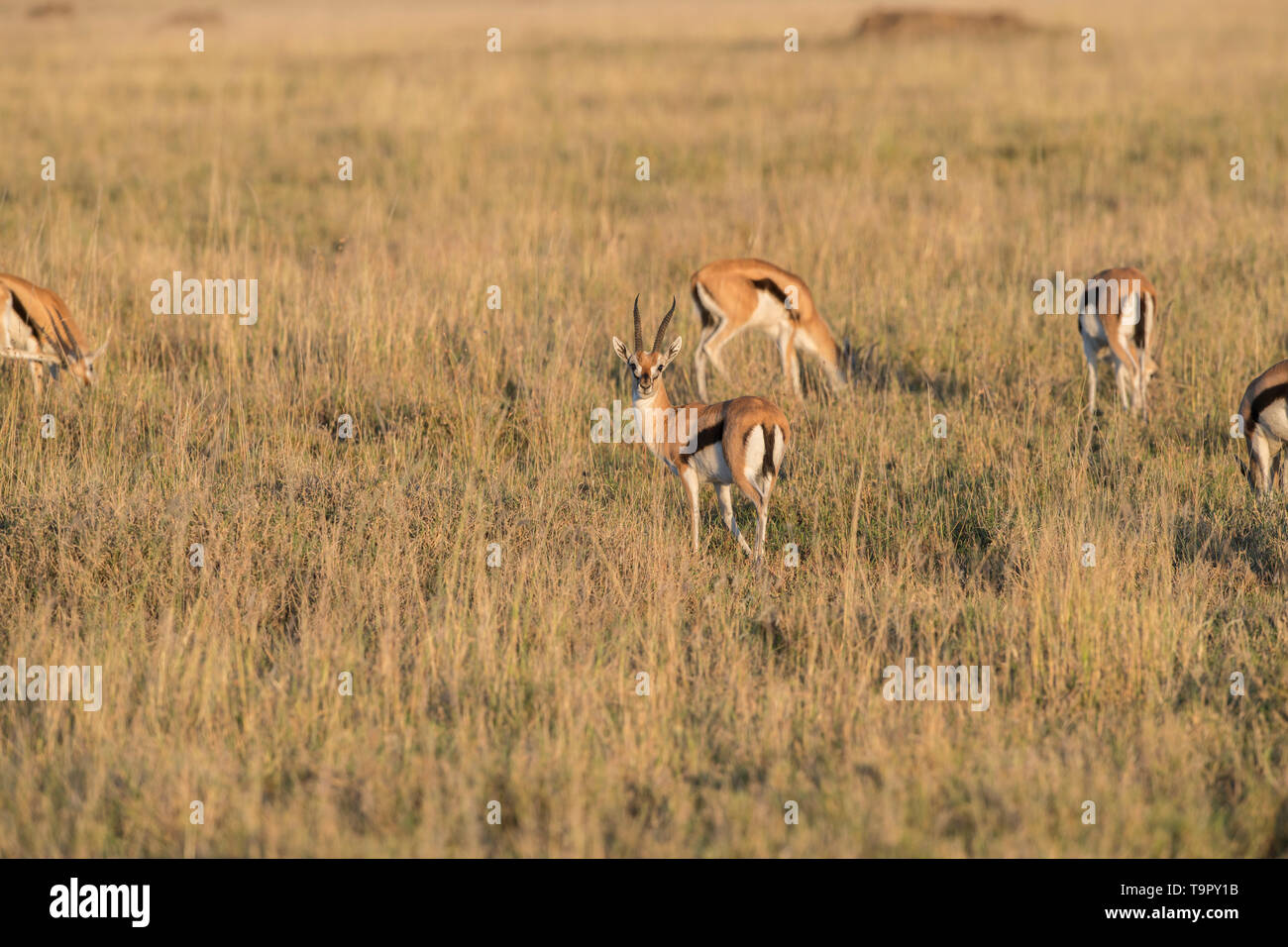 Male thomsons gazelle serengeti hi-res stock photography and images - Alamy