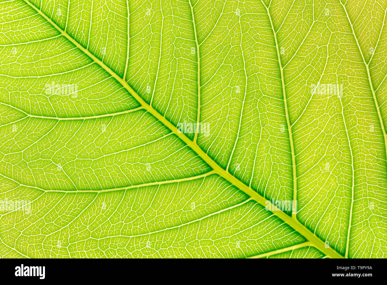 Green Leaf pattern texture background with light behind for website ...