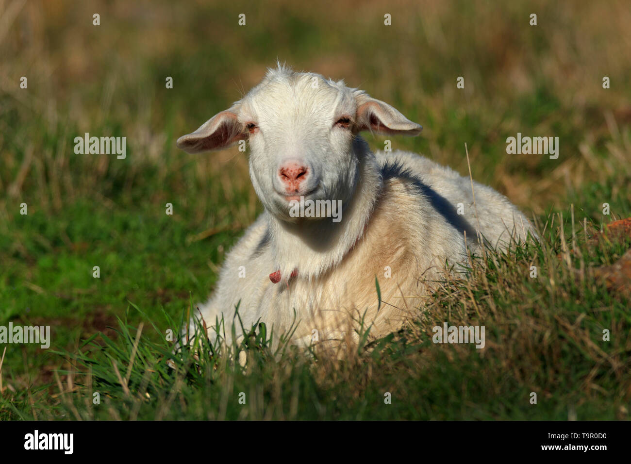 Cute young white domestic goat sitting in a green grass farm paddock. Stock Photo