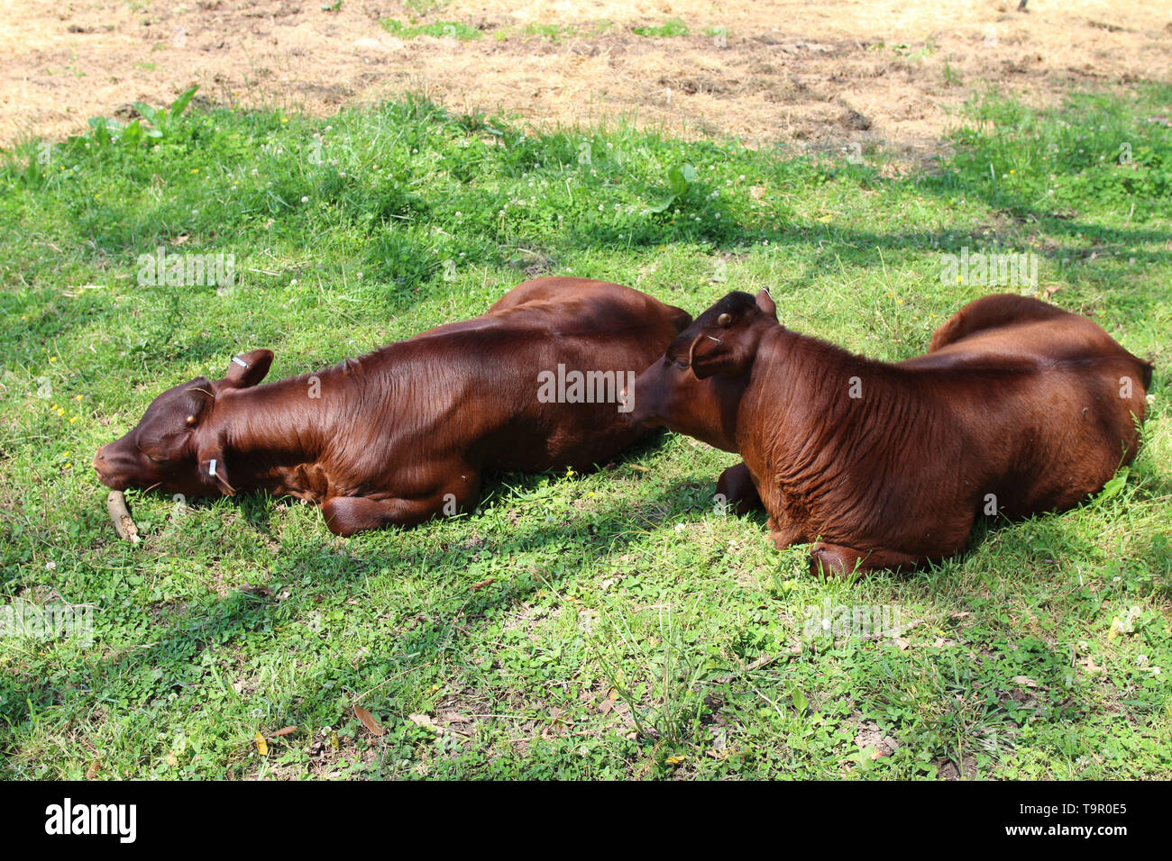Two lying cows hires stock photography and images Alamy