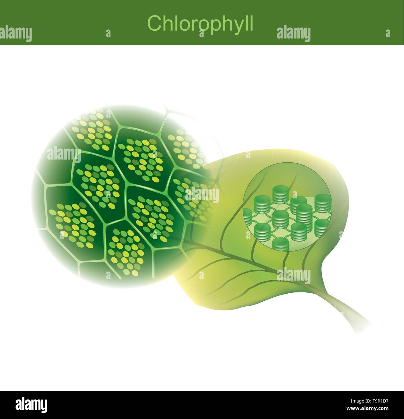 Chlorophyll is a green photosynthetic pigment found in plants, Chlorophyll molecules are specifically arranged in and around pigment protein complexes Stock Vector