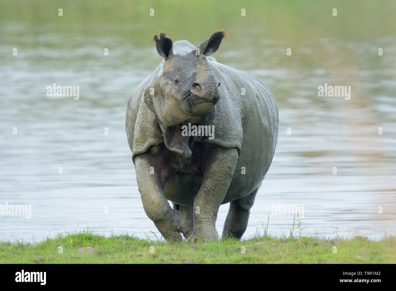Indian Rhinoceros (Rhinoceros unicornis) emerging from a lake in Kaziranga National Park, India Stock Photo