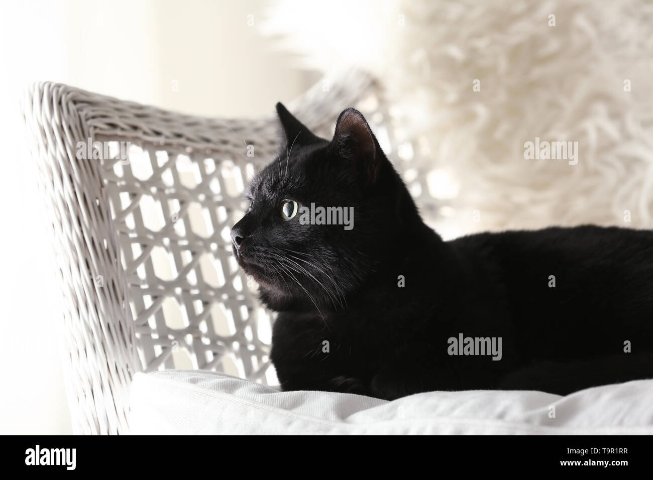Cute black cat lying on armchair Stock Photo - Alamy