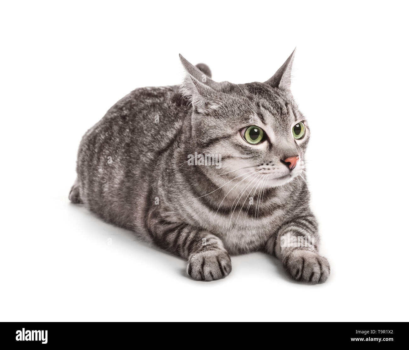 Cute funny cat on white background Stock Photo - Alamy